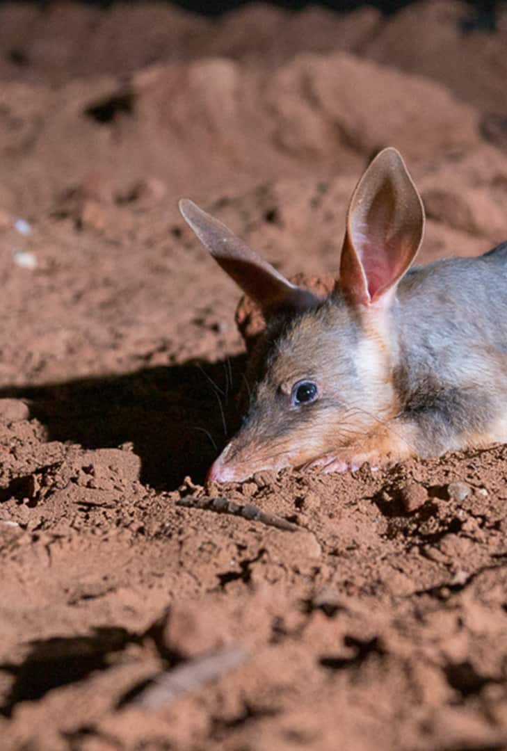pic of bilby 